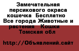 Замечательная персикового окраса кошечка. Бесплатно - Все города Животные и растения » Кошки   . Томская обл.